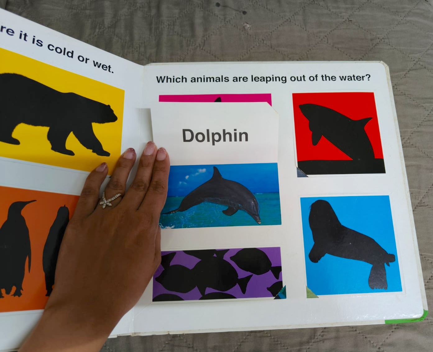 Preowned Shadow picture book on zoo animals